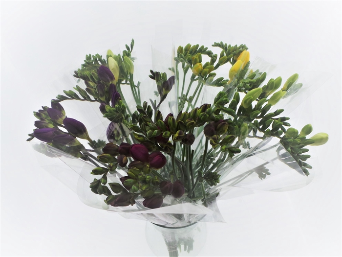<h4>BQ Mono Freesia x10 mix 50cm</h4>
