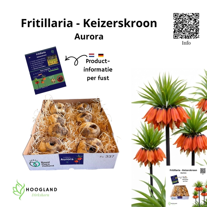 <h4>FRITILLARIA BOL</h4>