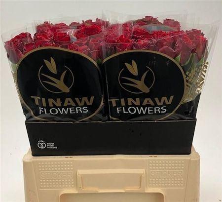 <h4>R Gr Upper Class</h4>