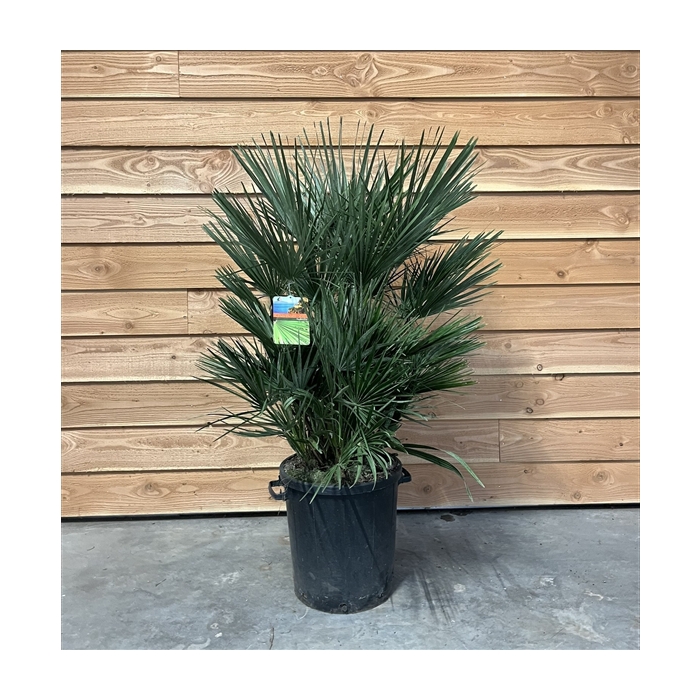 <h4>Chamaerops humilis</h4>