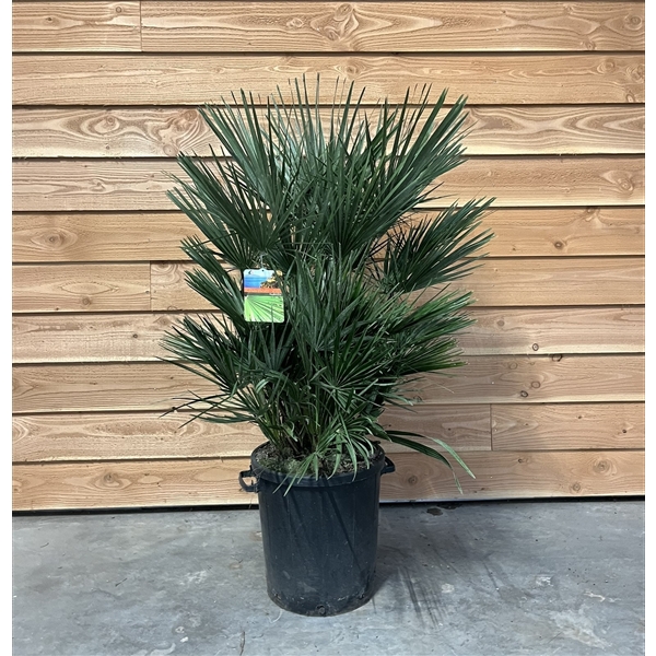 <h4>Chamaerops humilis</h4>