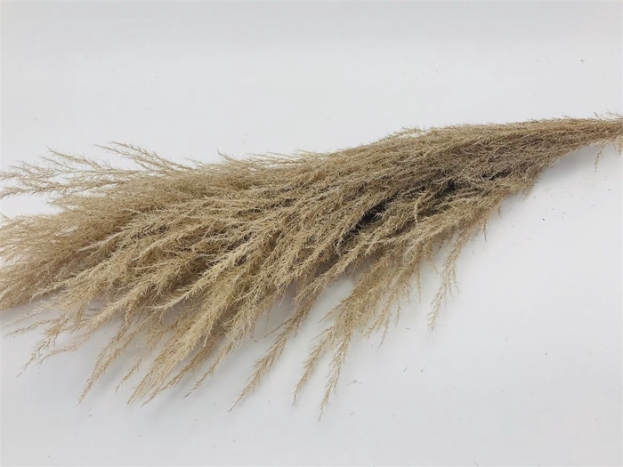 <h4>Stem Cortaderia Super L165</h4>