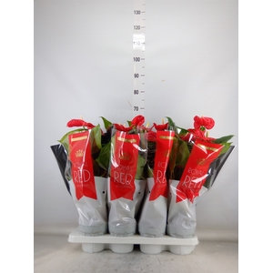 Anthurium andr. 'Madural'