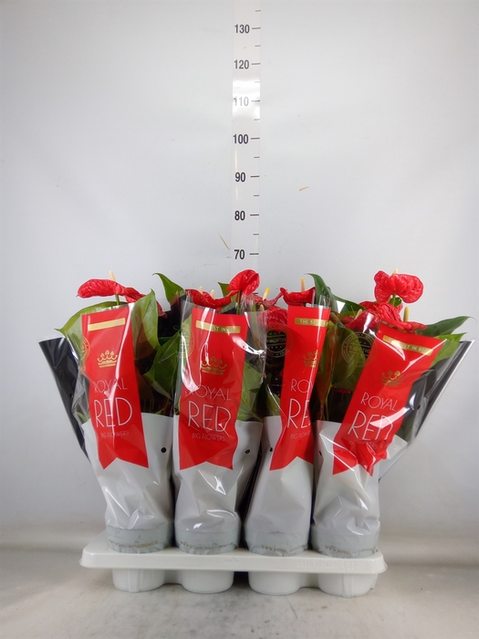 <h4>Anthurium andr. 'Madural'</h4>