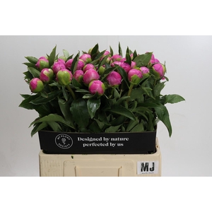 Paeonia Monsieur Jules Elie