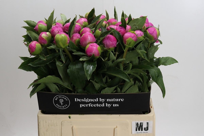 <h4>Paeonia Monsieur Jules Elie</h4>