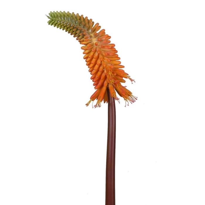 <h4>AF Kniphofia L100cm Orange</h4>