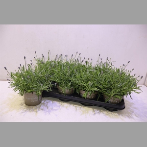 Lavan An Essence Pur