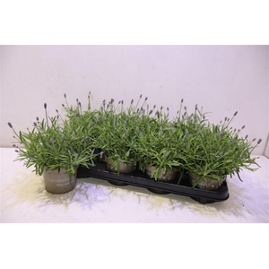 arr8 Lavan An Essence Pur