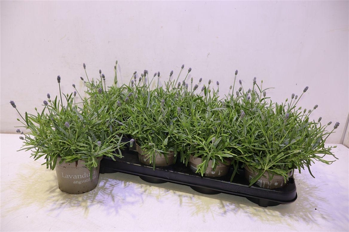 <h4>arr8 Lavan An Essence Pur</h4>