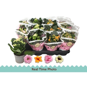 Kal Ge Gem Tweekl Bl