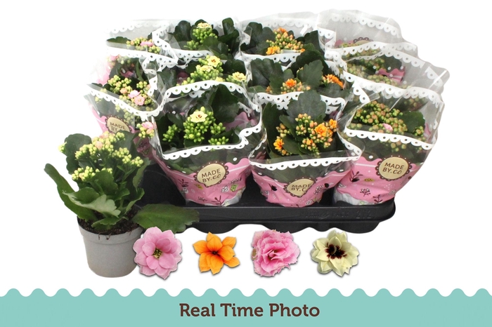 <h4>KAL GE GEM TWEEKL BL</h4>