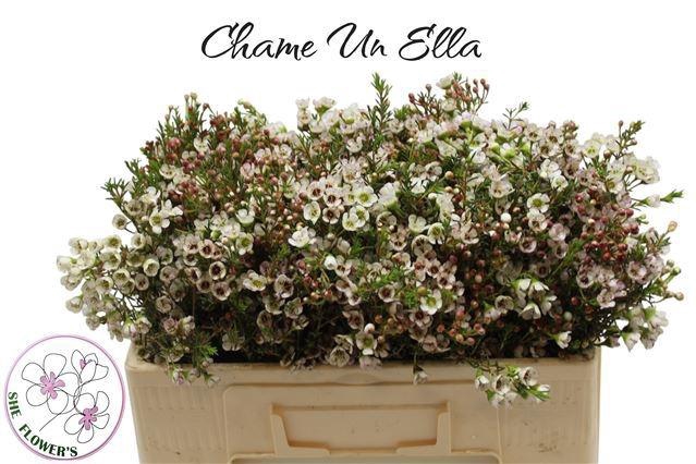 <h4>CHAME UN ELLA</h4>