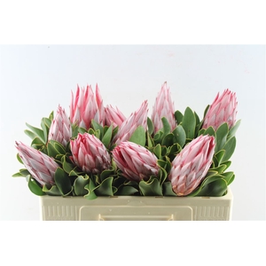 Protea Cy Clare