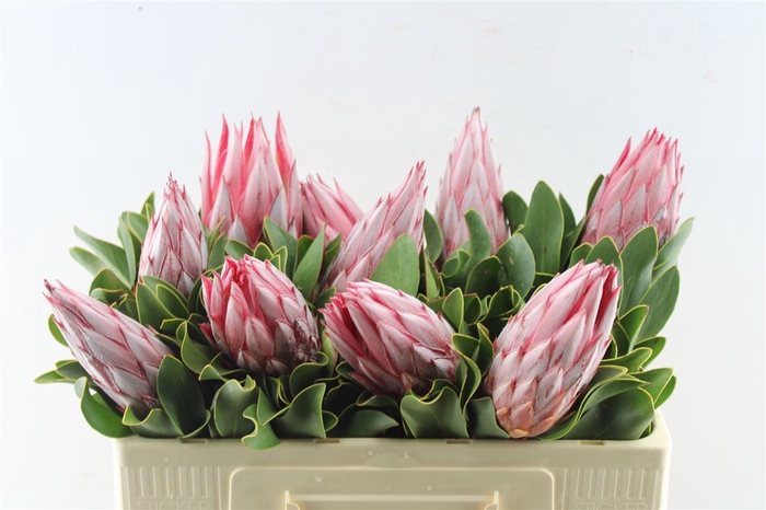<h4>Protea Cy Clare</h4>