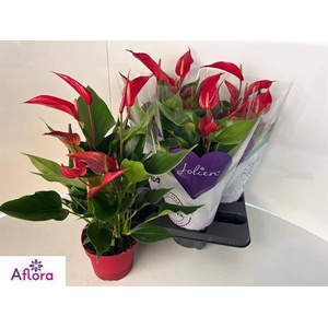 ANTHU BANDEROLA ROJA