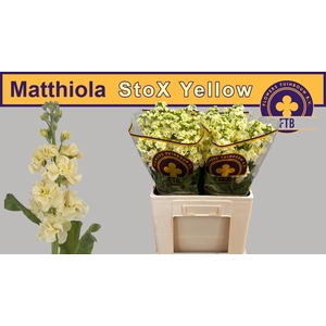 MATTH STOX YELLOW