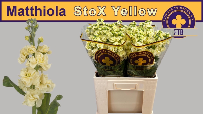 <h4>MATTH STOX YELLOW</h4>