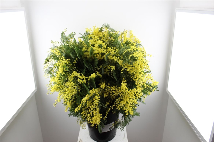 <h4>Mimosa Mirandole 1 Kg</h4>