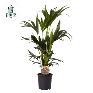 KENTIA - P19 H100 - 6PP - Air So Pure (Howea forsteriana)