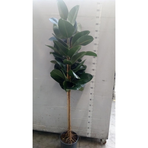 Ficus elastica 'Robusta'