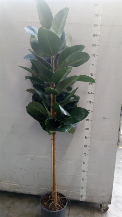 <h4>Ficus elastica 'Robusta'</h4>