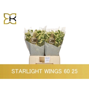 LIM S STARLIGHT WING