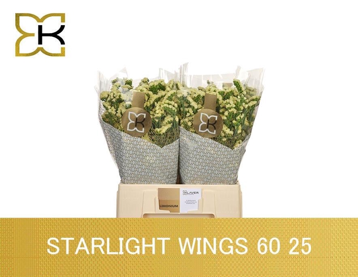 <h4>LIM S STARLIGHT WING</h4>