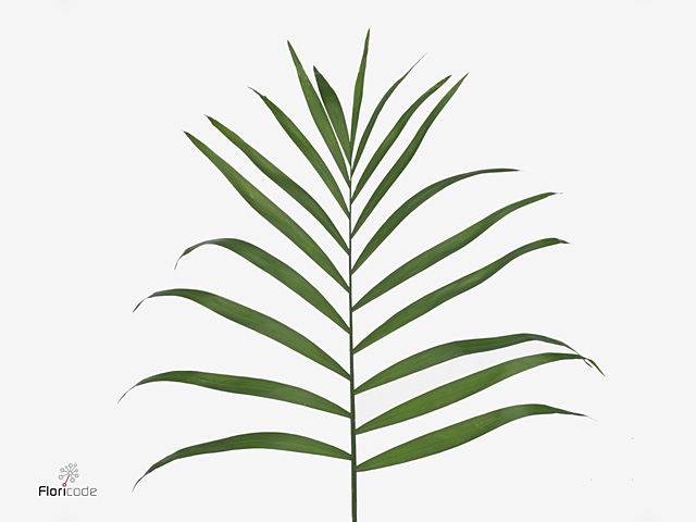 <h4>CHICO JUMBO WHITE BOX</h4>