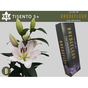 LI OT TISENTO QUALITY BOX 5+