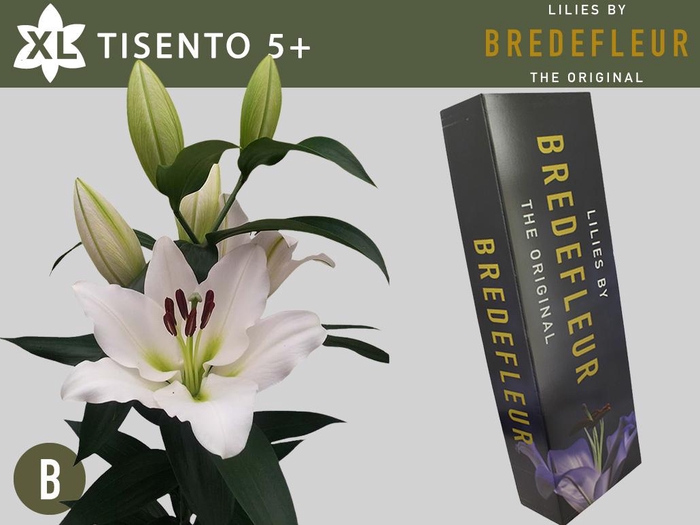 <h4>LI OT TISENTO QUALITY BOX 5+</h4>