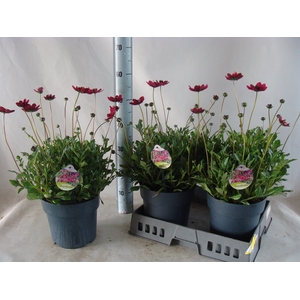 Cosmos atrosang. 'Cherry Chocolate'