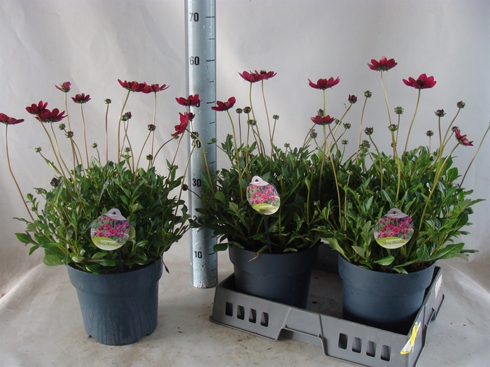 <h4>Cosmos atrosang. 'Cherry Chocolate'</h4>