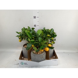 Arr.   Tuinplanten H%