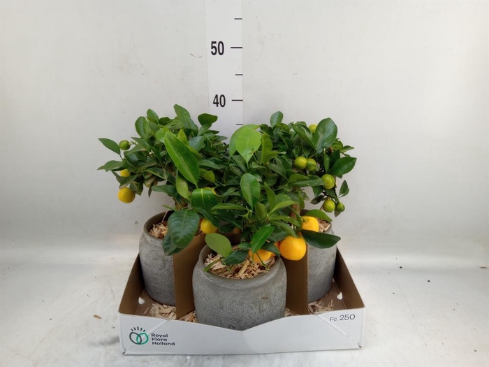 <h4>Arr.   Tuinplanten H%</h4>
