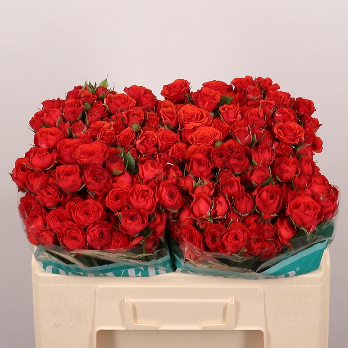 <h4>R TR TUSCANY ROSEVER</h4>