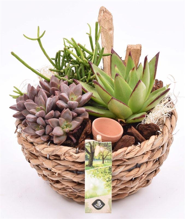 <h4>Mais mand 18cm</h4>