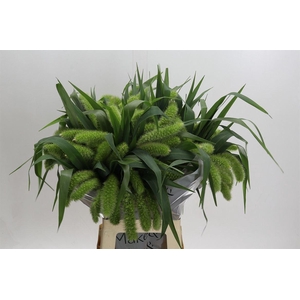 Siergras Setaria It Volle Melk