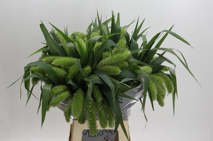 <h4>Siergras Setaria It Volle Melk</h4>