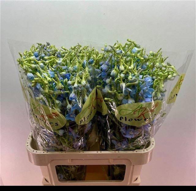 <h4>DELPH EN BALLKLEID</h4>