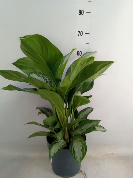 <h4>Aglaonema  'Silver Bay'</h4>