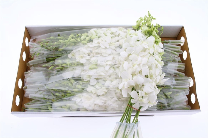 <h4>Dendro Big White</h4>