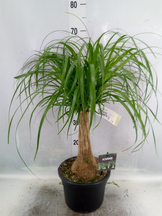 <h4>Beaucarnea recurvata</h4>