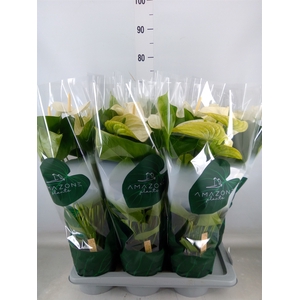 Anthurium andr. 'Samora'