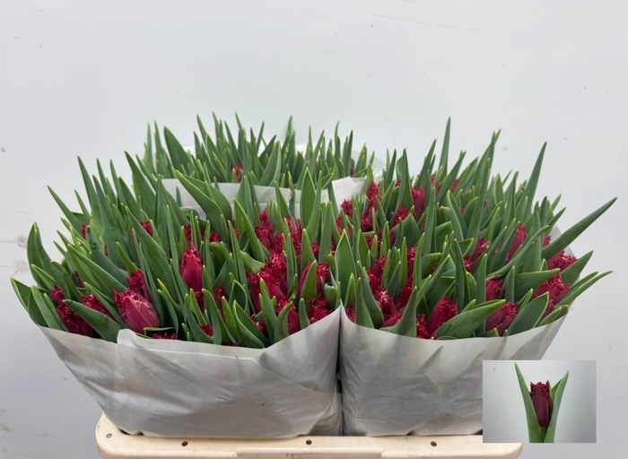 <h4>TU FR PHILLY BELLE</h4>