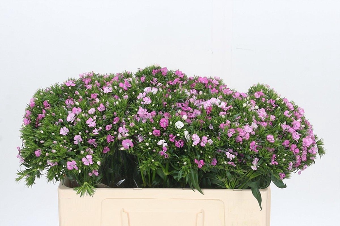 <h4>Dianthus Br Amazon Rose Magic</h4>