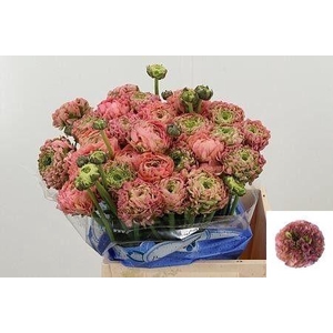 RAN PON PON HERMIONE