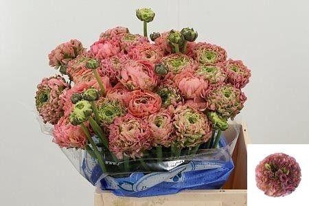 <h4>RAN PON PON HERMIONE</h4>