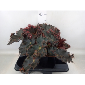 Begonia BD   ...