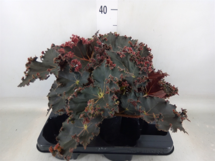 <h4>Begonia BD   ...</h4>